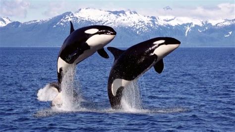 How Fast Can a Orca Swim: And Why Do They Sometimes Wear Sunglasses?