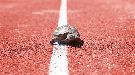 How to Increase Mileage Running: Because Even Turtles Need Speed