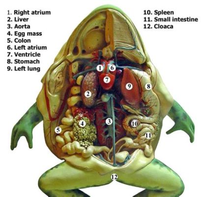 What is the Function of Fat Bodies in a Frog? And Why Do They Sometimes Glow in the Dark?