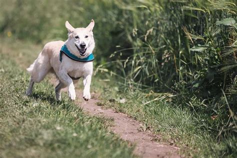 Why Does My Dog Keep Running Away from Me: Exploring the Cosmic Connection Between Canines and Quantum Physics