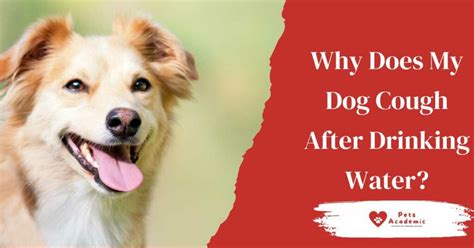 Why is My Dog Coughing After Drinking Water: A Dive into Canine Hydration Mysteries